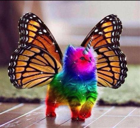 Rainbow Origins P0w3r3dseal The Rainbow Cat Rainbow Butterfly