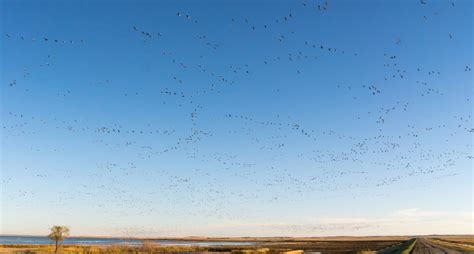 Flock Of Snow Geese - Duncan.co