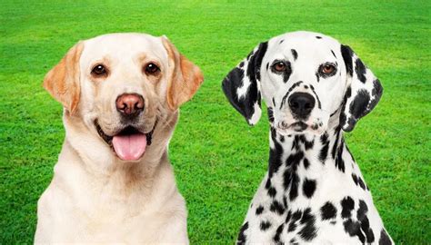 Dalmador: The Labrador Dalmatian Mix – PawSafe