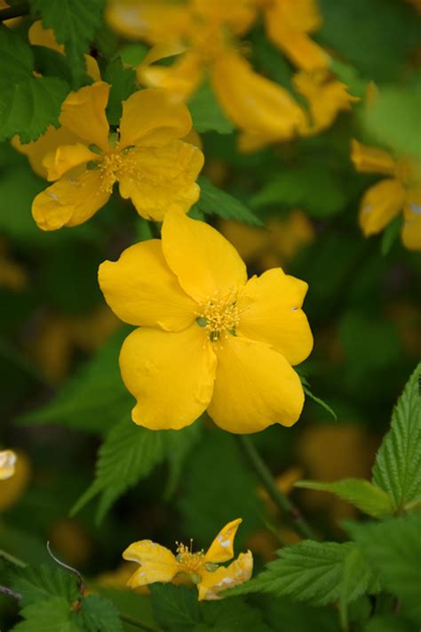 Golden Guinea Japanese Kerria Kerria Japonica Golden Guinea In