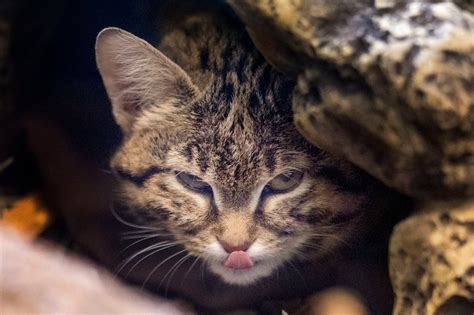 What is a black-footed cat? Hogle Zoo brings in Gaia – Deseret News