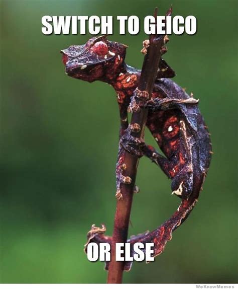 Geico Gecko Memes