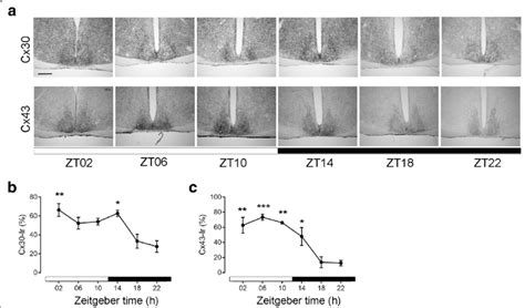 Cx43 And Cx30 Immunoreaction In The Scn In 1212 Ld A Representative