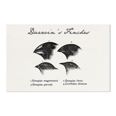 Pinzones De Darwin 11
