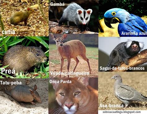 Bioma Caatinga Fauna - Exclusividade do Brasil - A Caatinga: A Fauna
