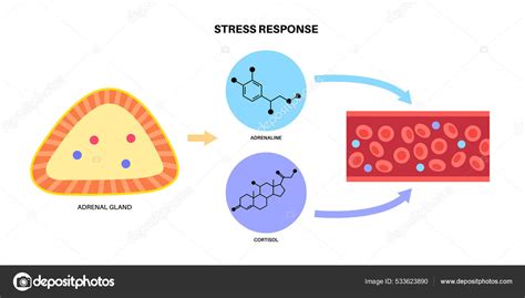 Stressreaktionssystem Stock Vektorgrafik Von Pikovit 533623890