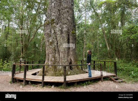 Woodville Big Tree Outeniqua Yellowwood Is Over 800 Years Old