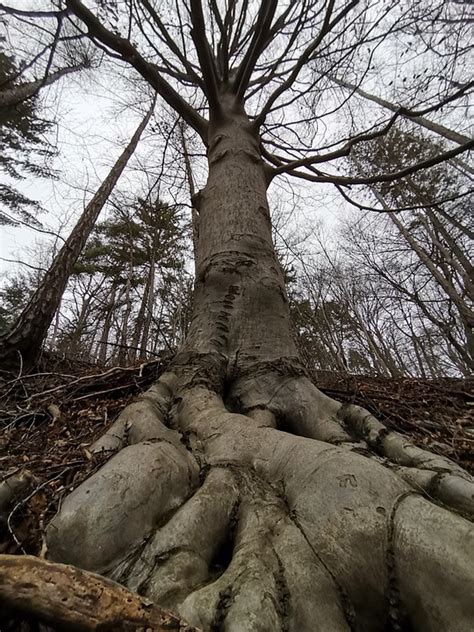 tree baum nature  photo  pixabay pixabay