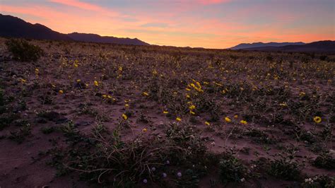 How to Photograph Death Valley Flowers