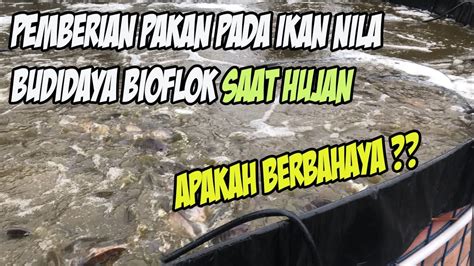 Apakah Berbahaya Pemberian Pakan Ikan Nila Kolam Budidaya Bioflok Saat