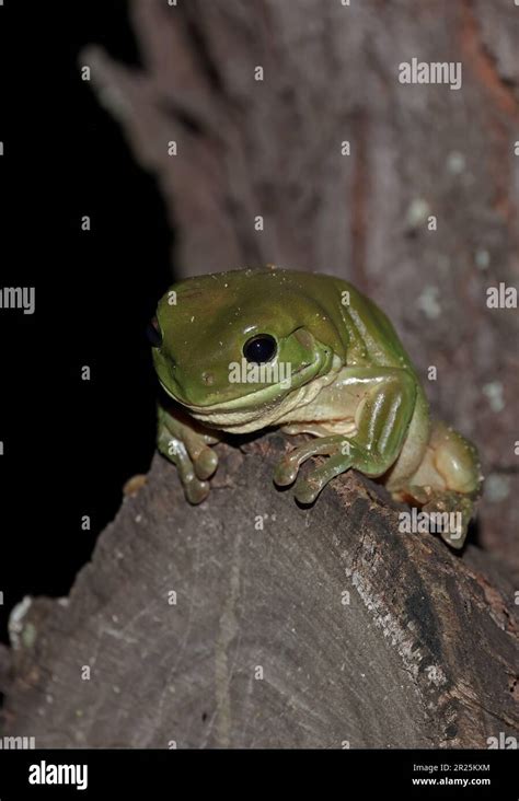 Green Tree Frog Litoria Caerulea Adult On Tree At Night South East