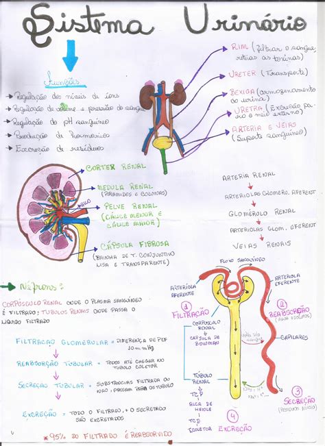 Resumo De Sistema Urin Rio Morfologia Iii