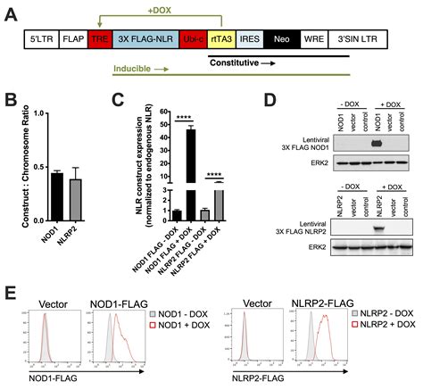 Lentivirus Mediated Conditional Gene Expression BIO PROTOCOL