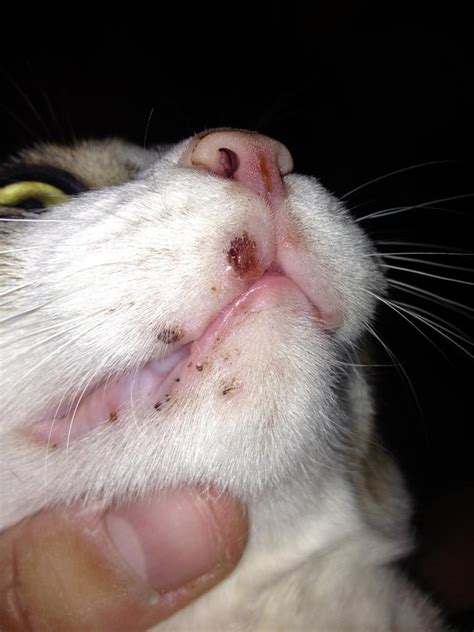 Feline Acne