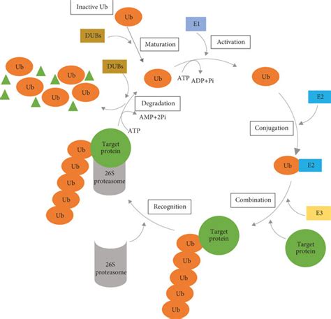 The Process Of Protein Ubiquitination First The Inactive Ubiquitin Download Scientific