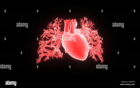 Human Heart Anatomy Stock Photo - Alamy