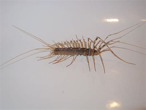 Ways To Get Rid of Centipedes in Basement