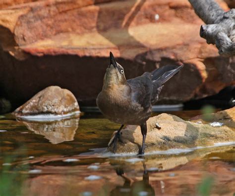 Pictures and information on Brown-headed Cowbird