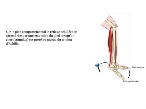 Ppt En Posant Une Main Sur Le Muscle Du Mollet Le Sol Aire Et