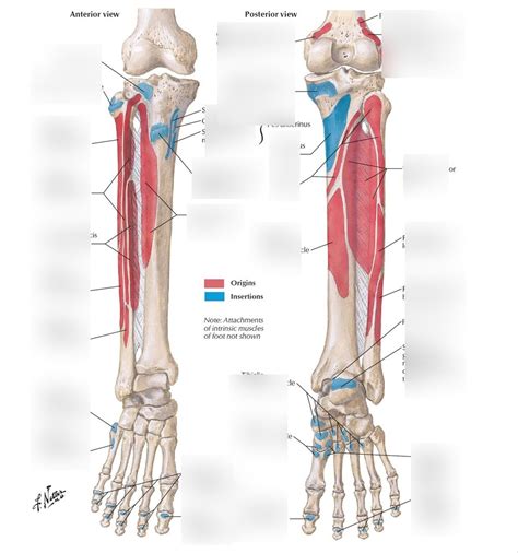 Muscles of the Leg OIAN Diagram | Quizlet