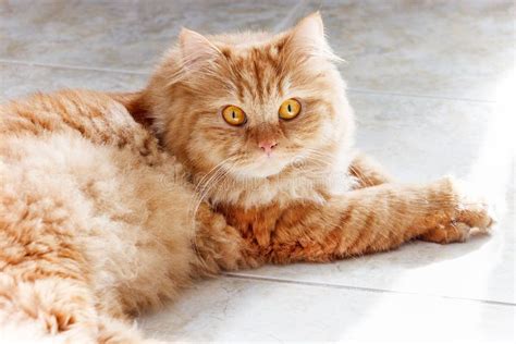 Fluffy Ginger Cat With Yellow Eyes Lying On The Tile Floor Stock Image