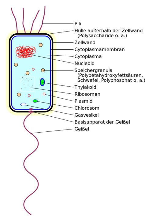 Genetik Bakterien Aufbau Und Vermehrung