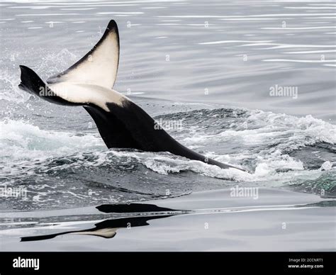 Orca whale tail hi-res stock photography and images - Alamy