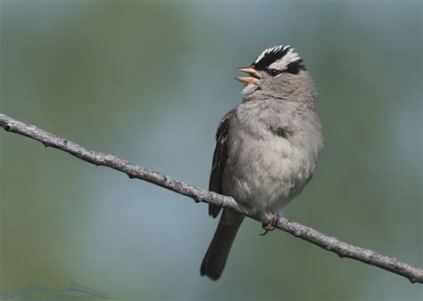 Singing Adult White Crowned Sparrow At Red Rock Lakes Nwr Interior