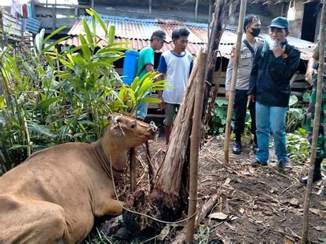 Bandung Catat Kasus Penyakit Hewan Ternak