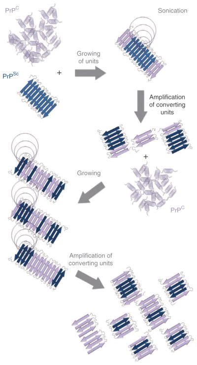 Protein Misfolding Cyclic Amplification Of Infectious Prions