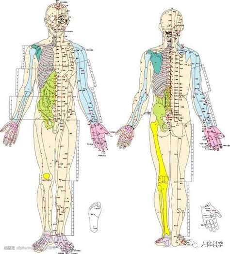 【经络图】《十四经络3d动态循行图》珍藏版腾讯新闻