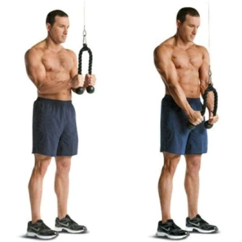 Tricep Rope Pushdowns By Brian Dignadice Exercise How To Skimble