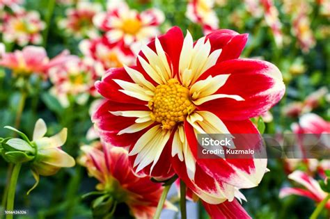 dahlias   garden stock photo  image  autumn beauty