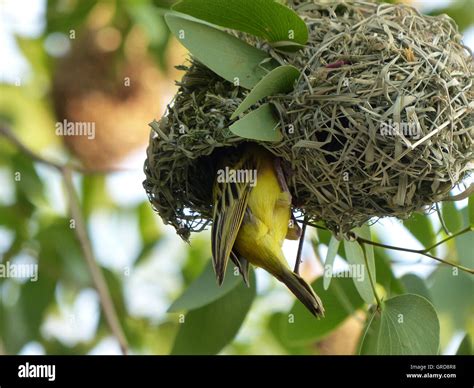 What Birds Make Hanging Nests