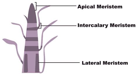 Intercalary Meristem Diagram