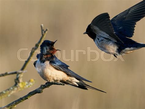 Barn swallow in its habitat in Denmark | Stock image | Colourbox