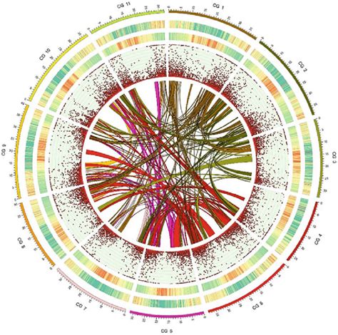 Genomic Landscape Of Watermelon Charleston Gray The Outermost