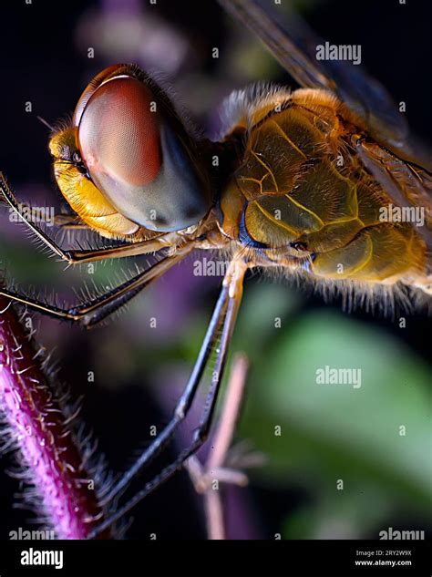 Extreme Close Up Of Dragon Fly Compound Eyes Stock Photo Alamy