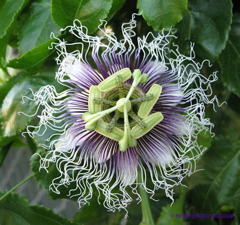 Plantfiles Pictures Passiflora Granadilla Passion Flower Passion Fruit Passion Vine