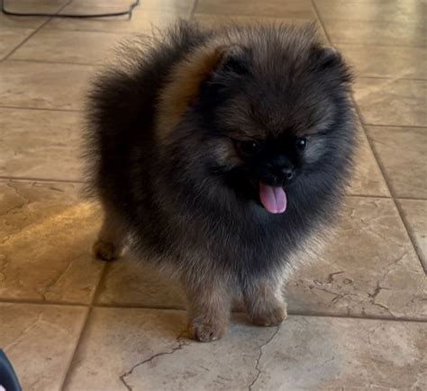 Pomeranian Puppies For Sale - AKC PuppyFinder