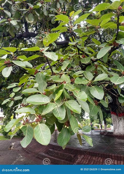 Banyan Tree Banyan Fruit Leaves Branches Spring Green Old Stock Image ...