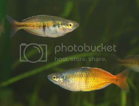 Sexing Bosesmani Rainbowfish Fish Forum