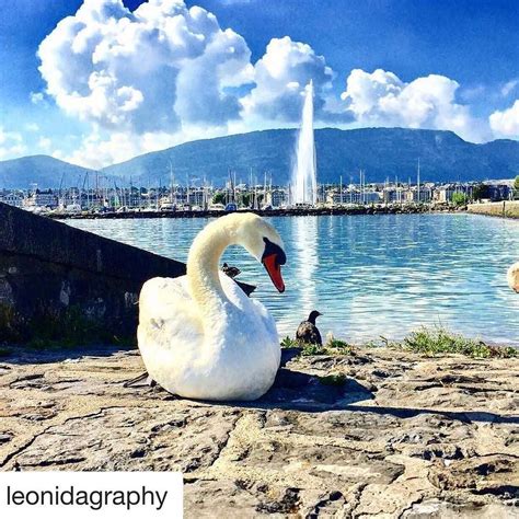 La rade des cygnes et le Jet d eau de Genève Swan lake and the Jet d