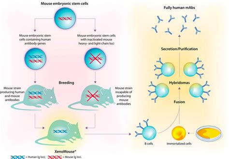 Webinar Recap Monoclonal Antibodies In Cancer Therapy