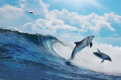 Dolphin Ocean Sea Wave Wallpapers HD Desktop And Mobile Backgrounds