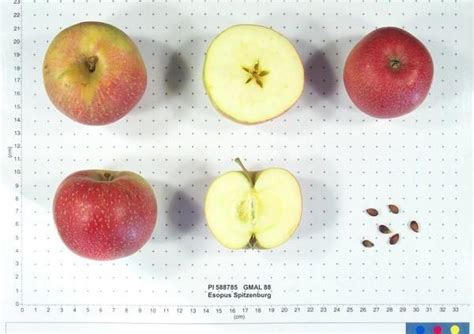 Apple (Malus domestica 'American Beauty') in the Apples Database ...