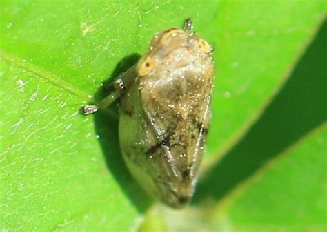 Spittlebug Philaenus Spumarius Bugguide Net