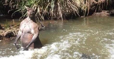 Man Finds Insanely Ripped Kangaroo While On A Walk