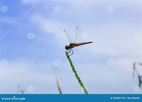 A Dark Red Dragonfly or Capung Merah Tua or Crocothemis Erythraea Stock Image - Image of balance ...