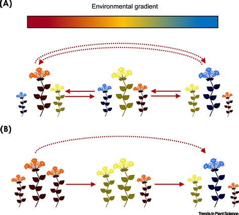 Ecological Interactions Environmental Gradients And Gene Flow In